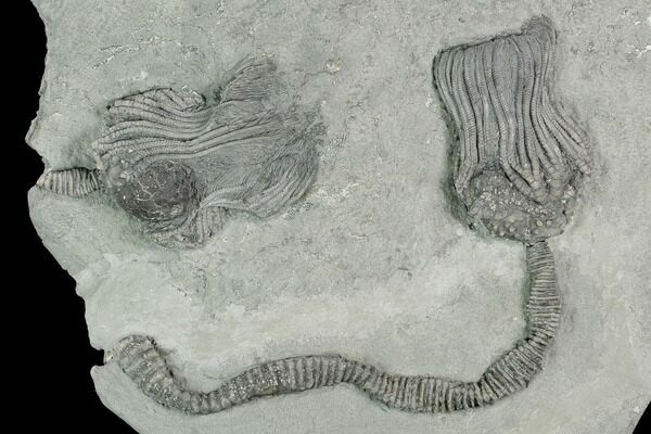Platycrinites crinoid fossil with attached them from Crawfordsville, Indiana.